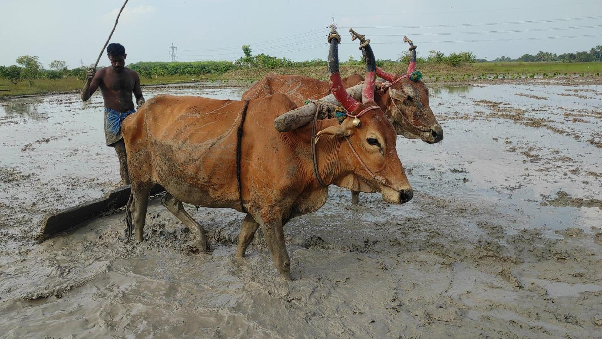 Vaksana Farm Stay Gudraippattu エクステリア 写真