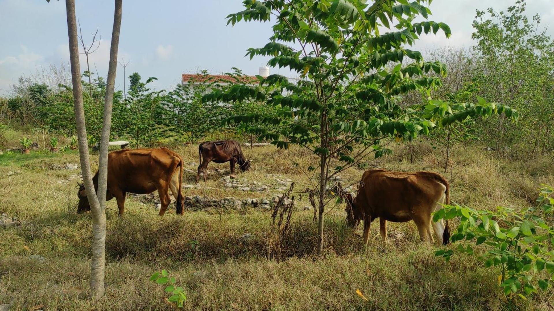 Vaksana Farm Stay Gudraippattu エクステリア 写真